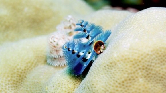 Photo from the movie The Last Reef: Cities Beneath The Sea