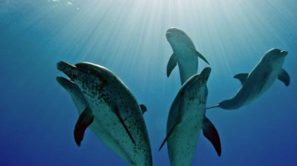 Photo from the movie The Last Reef: Cities Beneath The Sea