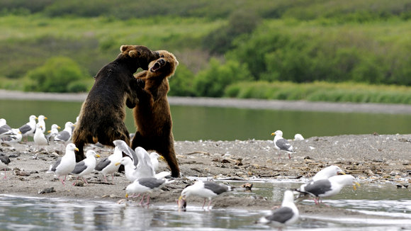 Photo from the movie Terre des ours