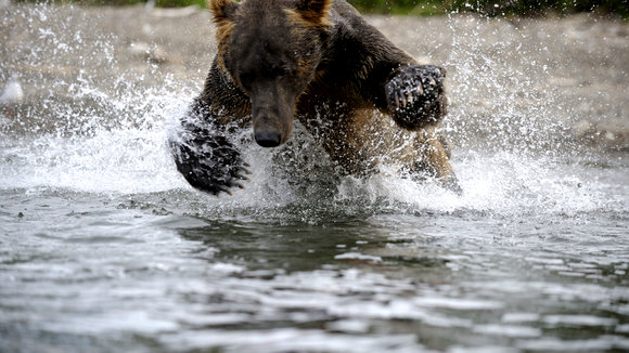 Photo from the movie Terre des ours