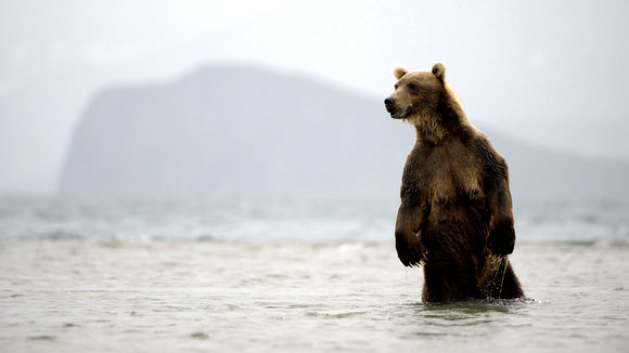 Photo from the movie Terre des ours