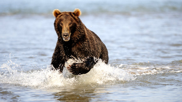 Photo from the movie Terre des ours