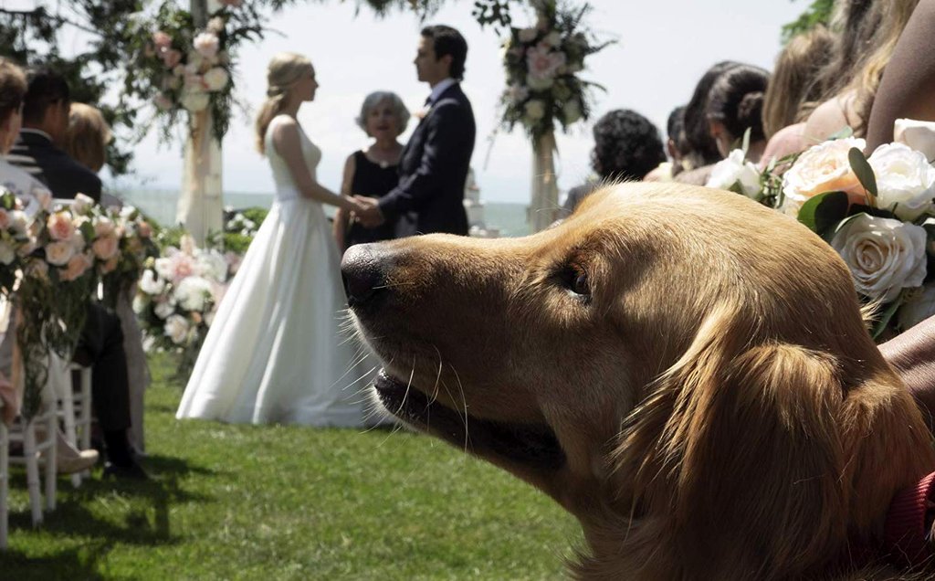 Photo du film L'Art de courir sous la pluie