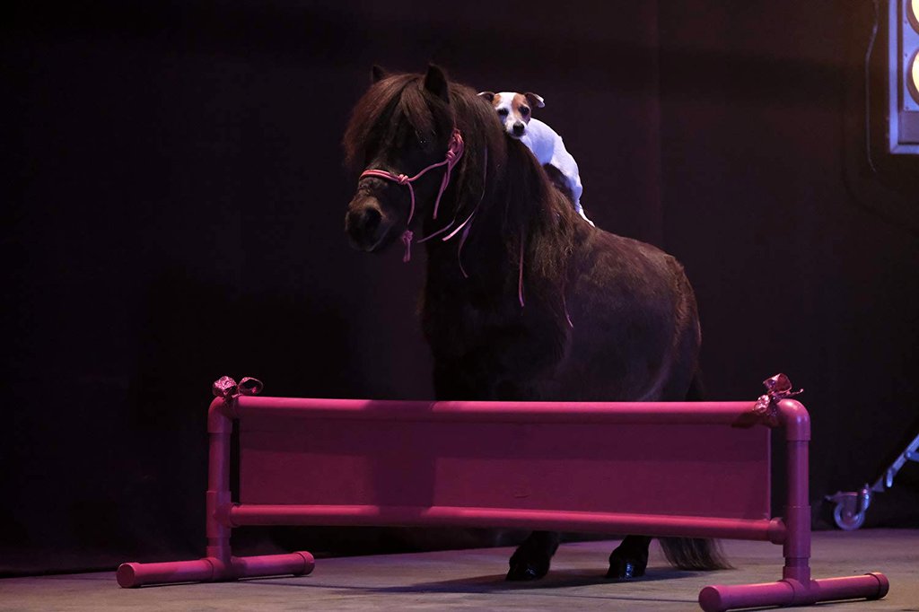 Photo du film Adventures of Dally & Spanky