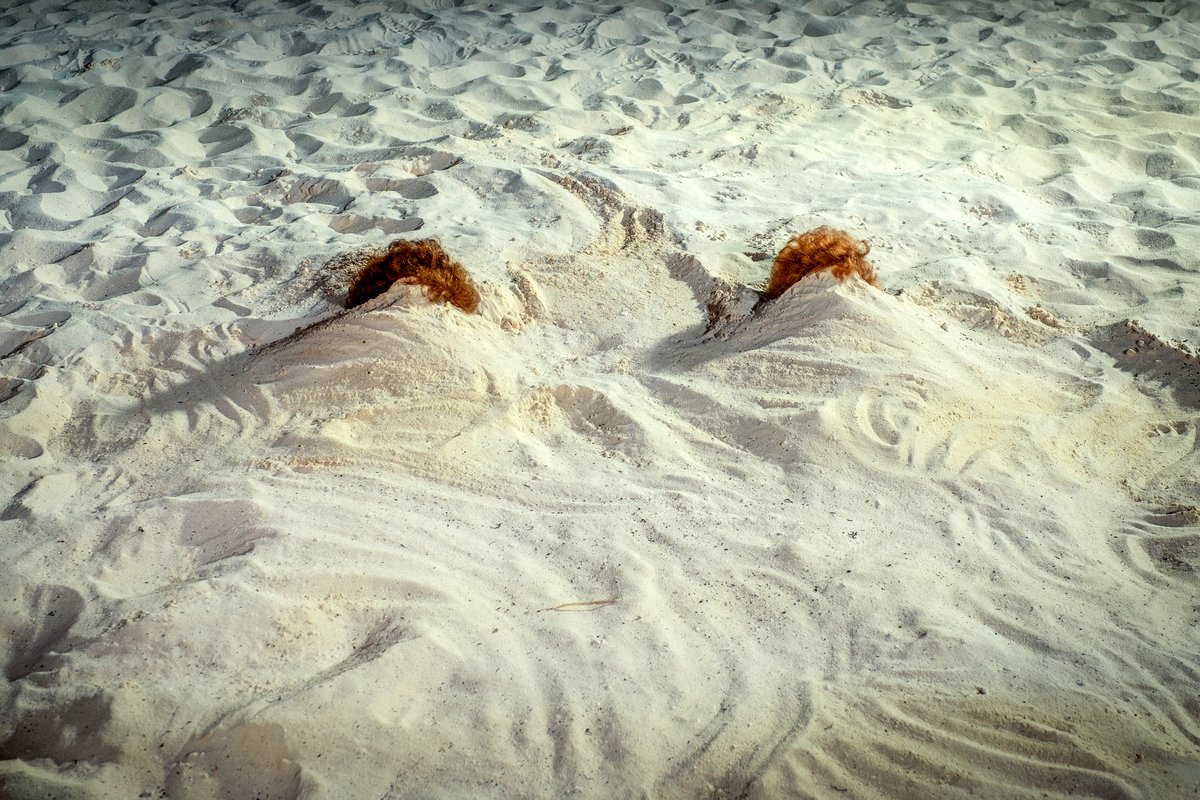 Photo du film Barb and Star Go to Vista Del Mar