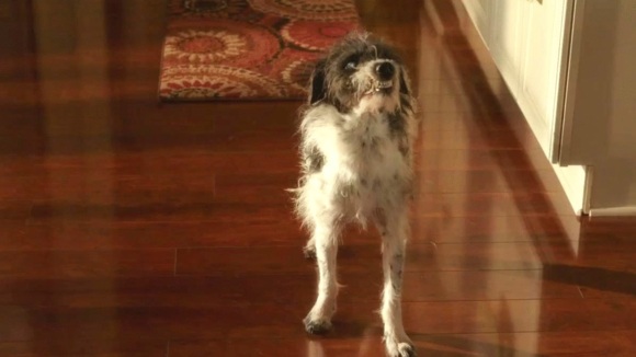 Photo du film Le Retour de papa