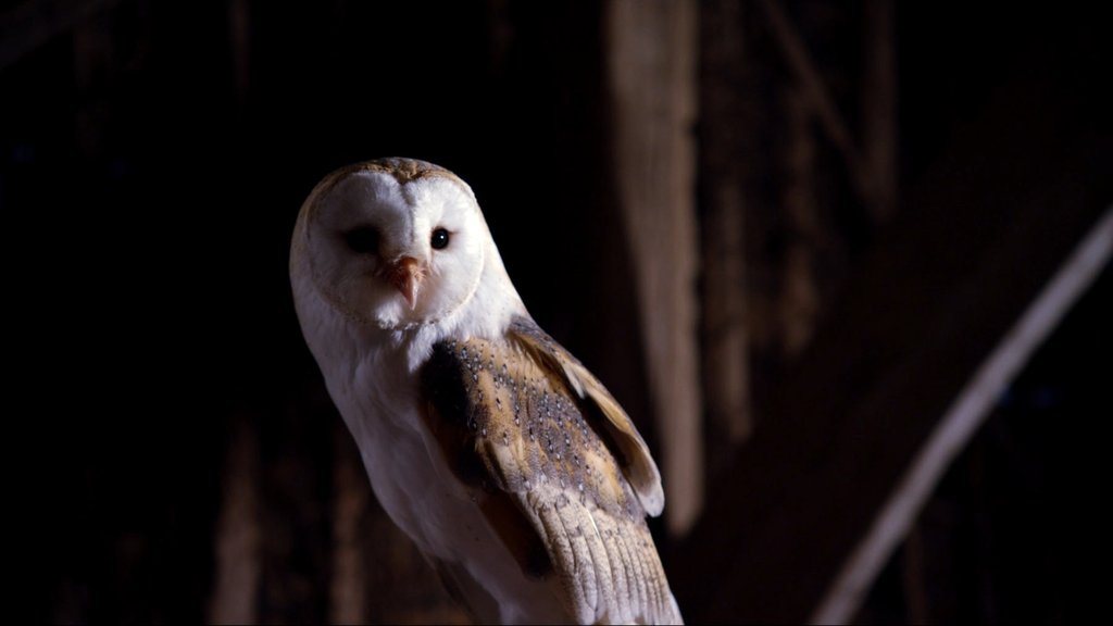 Photo du film Wild Flight: Conquest of the Skies