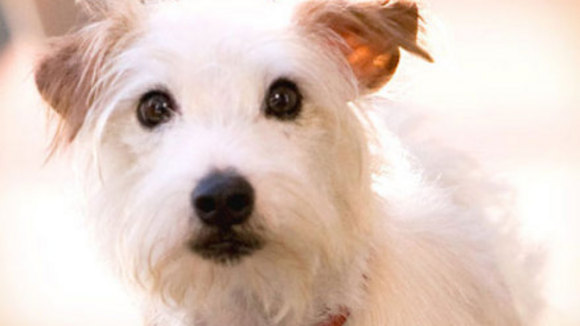 Photo from the movie Hotel for Dogs