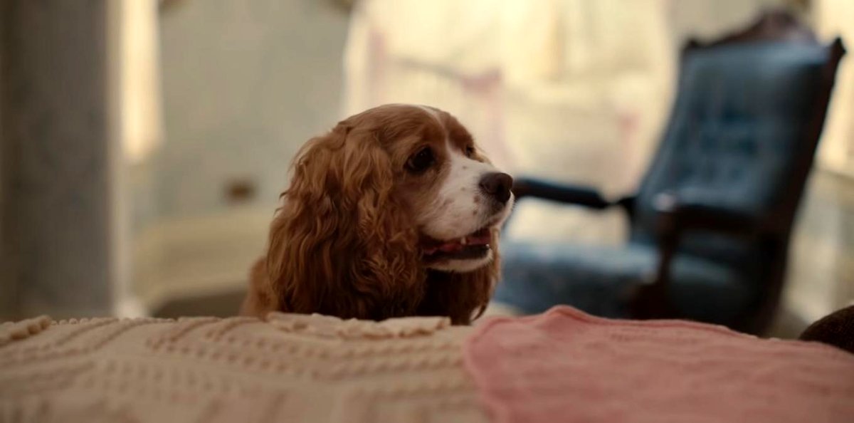 Photo du film Lady and the Tramp