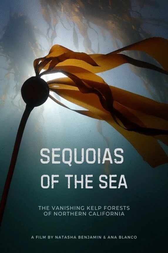 Poster of the movie Sequoias of the Sea [2025]