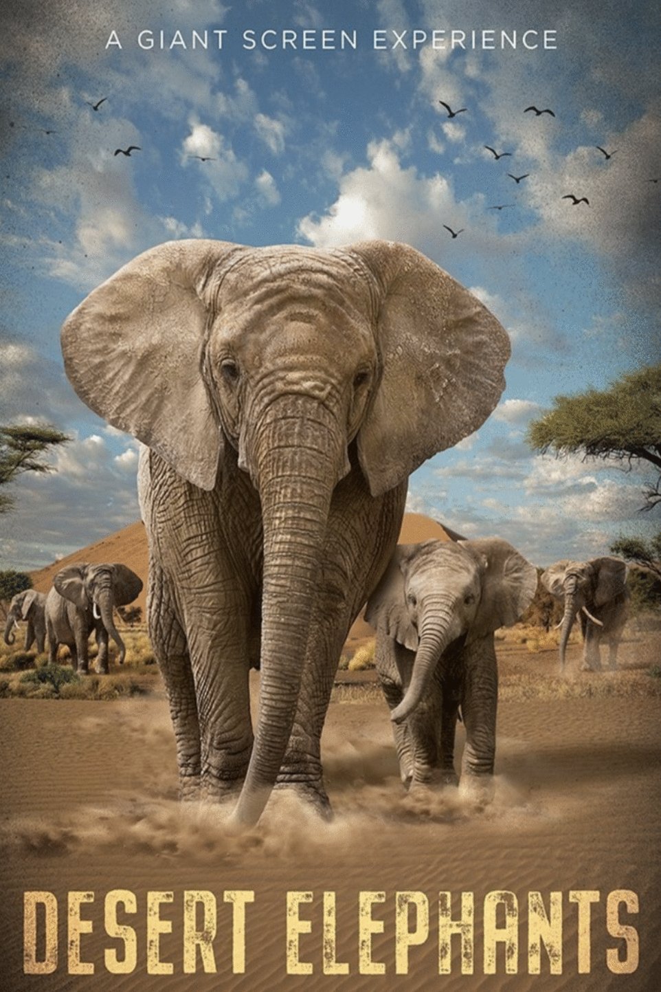 Poster of the movie Elephants [2024]