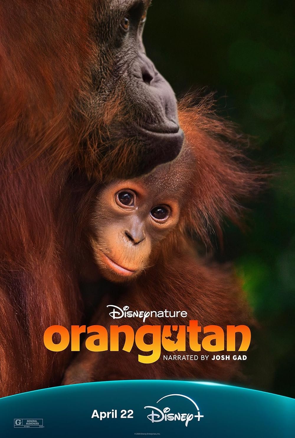 L'affiche du film Orangutan [2026]