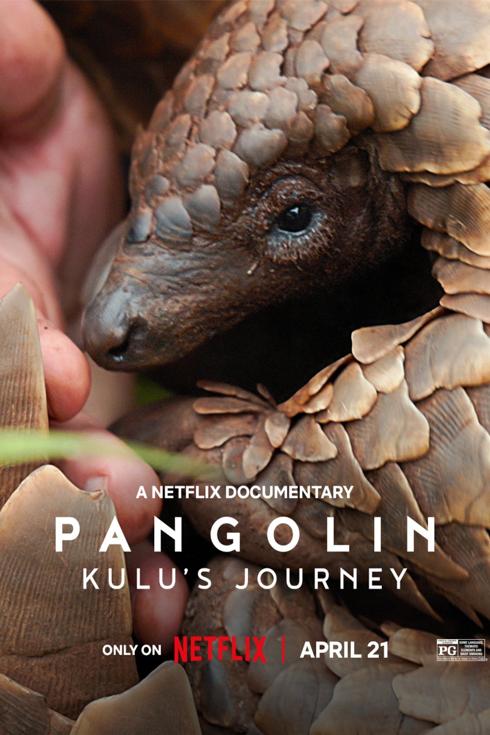 L'affiche du film Pangolin: Kulu's Journey