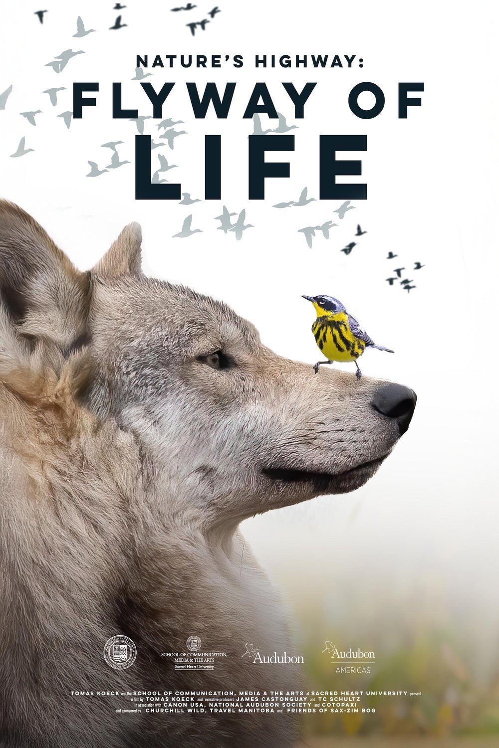 Poster of the movie Flyway of Life